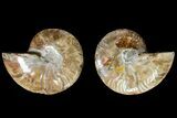 Agate Replaced Ammonite Fossil - Madagascar #145910-1